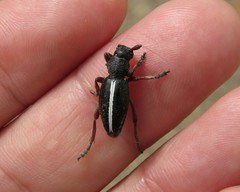 Dorcadion pilosellum