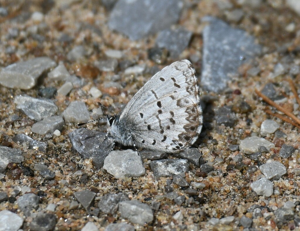 northern-azure-from-peterborough-county-on-canada-on-may-1-2024-at
