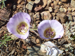 Calochortus ambiguus