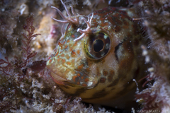 Hypsoblennius