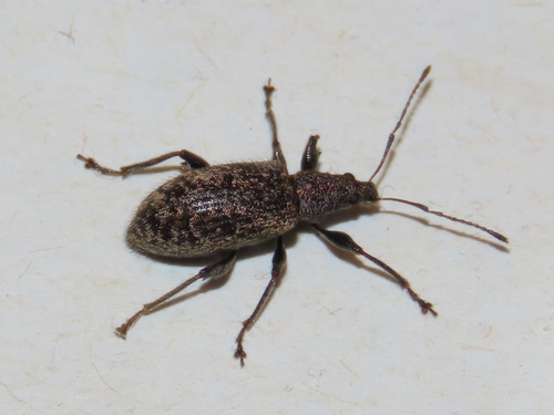 Phyllobius pilicornis, photo 4 of 10