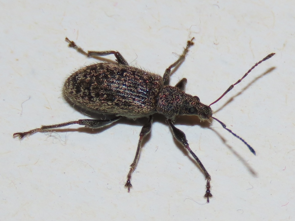 Phyllobius pilicornis, photo 1 of 10