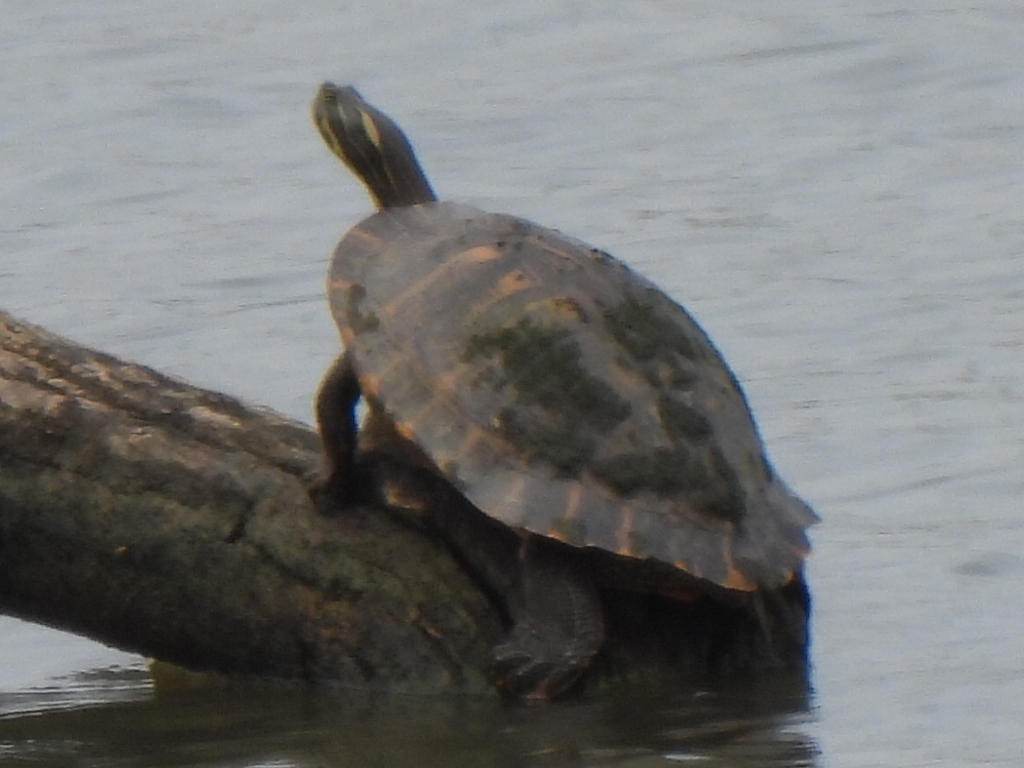 Eastern River Cooter From Dallas, Tx, Usa On May 9, 2024 At 11:04 Am By 