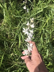 Delphinium carolinianum