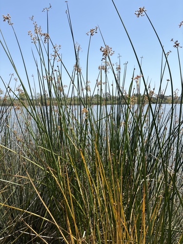 iNaturalist observation photo of California bulrush