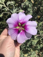 Malva subovata bicolor