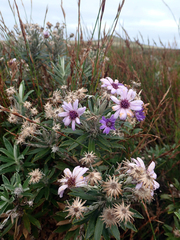 Macrolearia semidentata