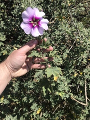 Malva subovata bicolor