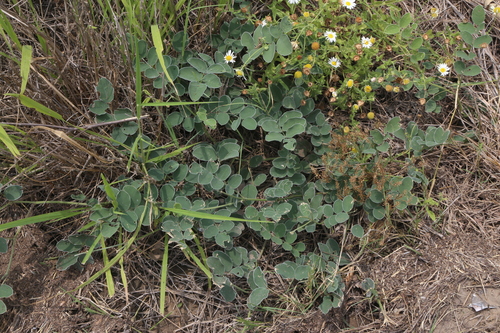 Image of Tephrosia lindheimeri by (c) Reid Hardin, some rights reserved (CC BY)