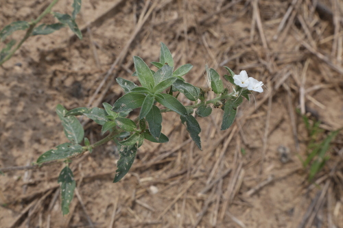 Coastal plain heliotrope (Euploca racemosa)