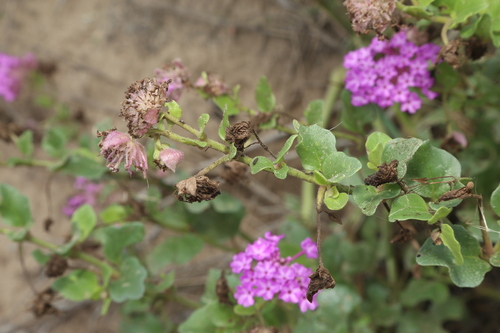 Image of Abronia ameliae by (c) Reid Hardin, some rights reserved (CC BY)