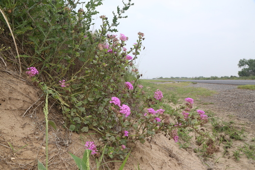 Amelia's Sand Verbena (Abronia ameliae)