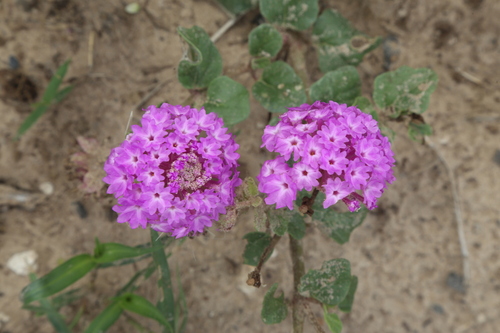 Image of Abronia ameliae by (c) Reid Hardin, some rights reserved (CC BY)