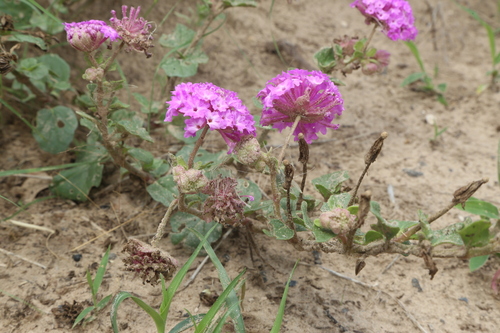 Image of Abronia ameliae by (c) Reid Hardin, some rights reserved (CC BY)