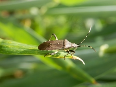 Dicranocephalus agilis