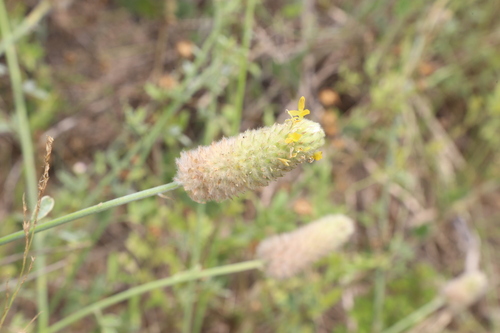 Image of Dalea ceciliana by (c) Reid Hardin, some rights reserved (CC BY)