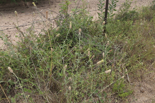 Image of Dalea ceciliana by (c) Reid Hardin, some rights reserved (CC BY)