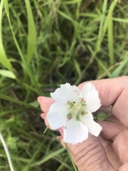 Callirhoe alcaeoides
