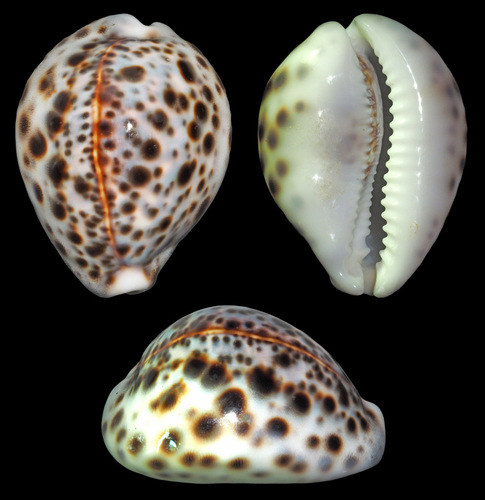 Cypraea tigris observed 2006-10-21