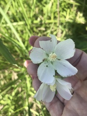 Callirhoe alcaeoides
