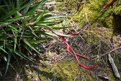 Tillandsia leiboldiana