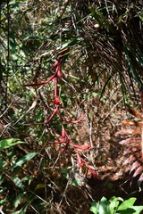 Tillandsia leiboldiana
