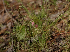 Geum rivale