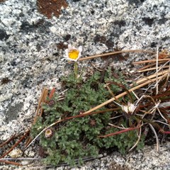 Erigeron compositus
