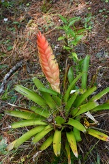 Tillandsia multicaulis