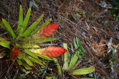 Tillandsia multicaulis
