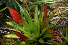 Tillandsia multicaulis