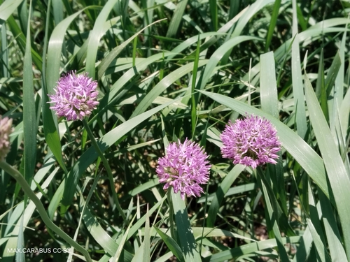 Allium fetisowii, photograph 5