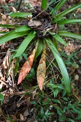 Tillandsia multicaulis