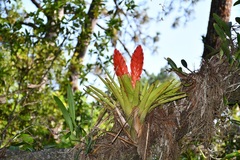 Tillandsia multicaulis