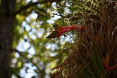 Tillandsia punctulata