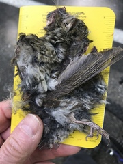 Haemorhous purpureus