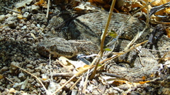 Crotalus mitchellii