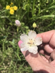 Callirhoe alcaeoides