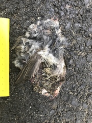 Haemorhous purpureus