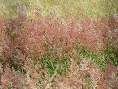 Melinis repens