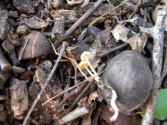 Entoloma murrayi