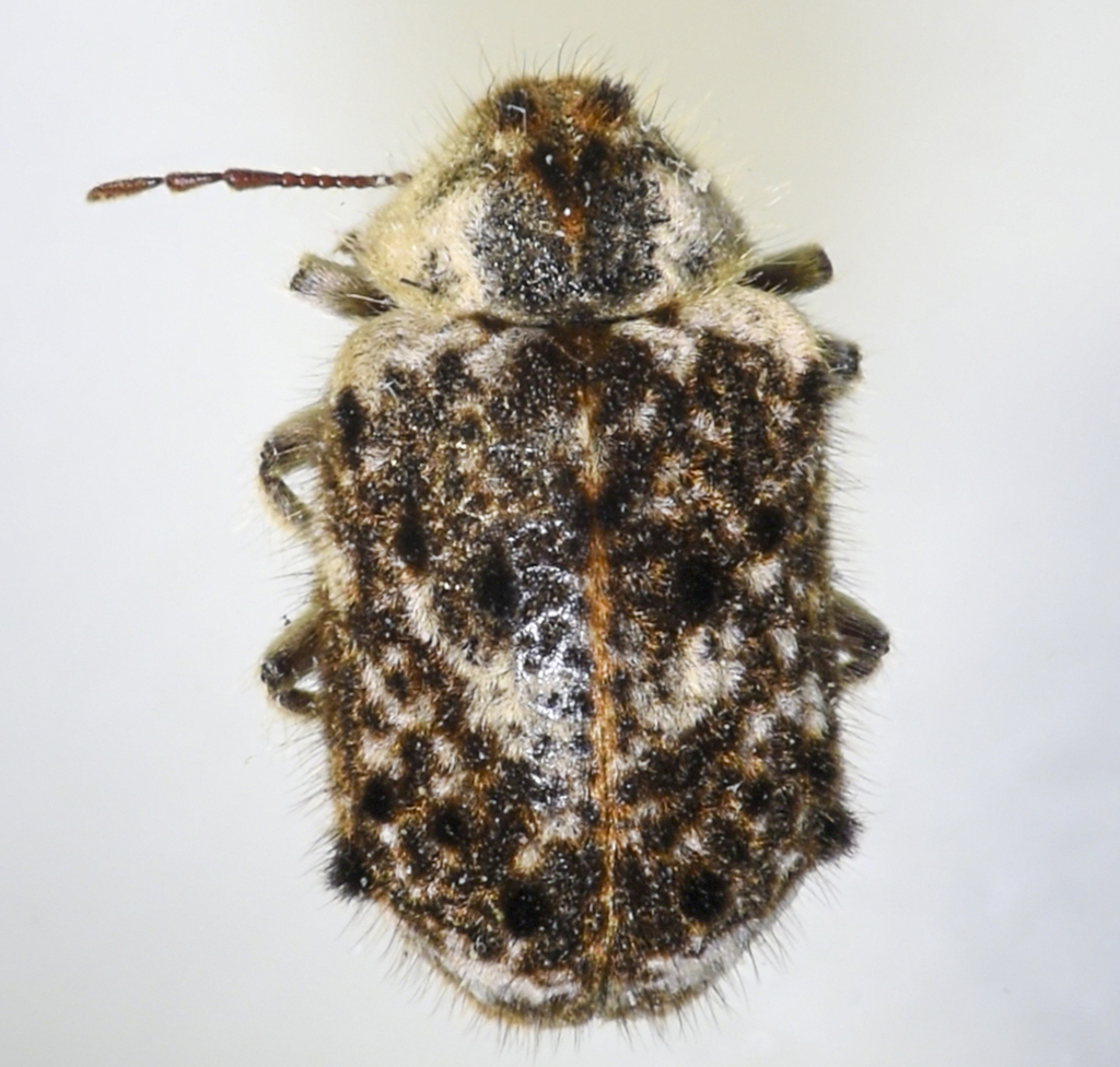 Trichodesma cristata
