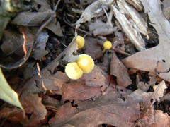 Entoloma murrayi