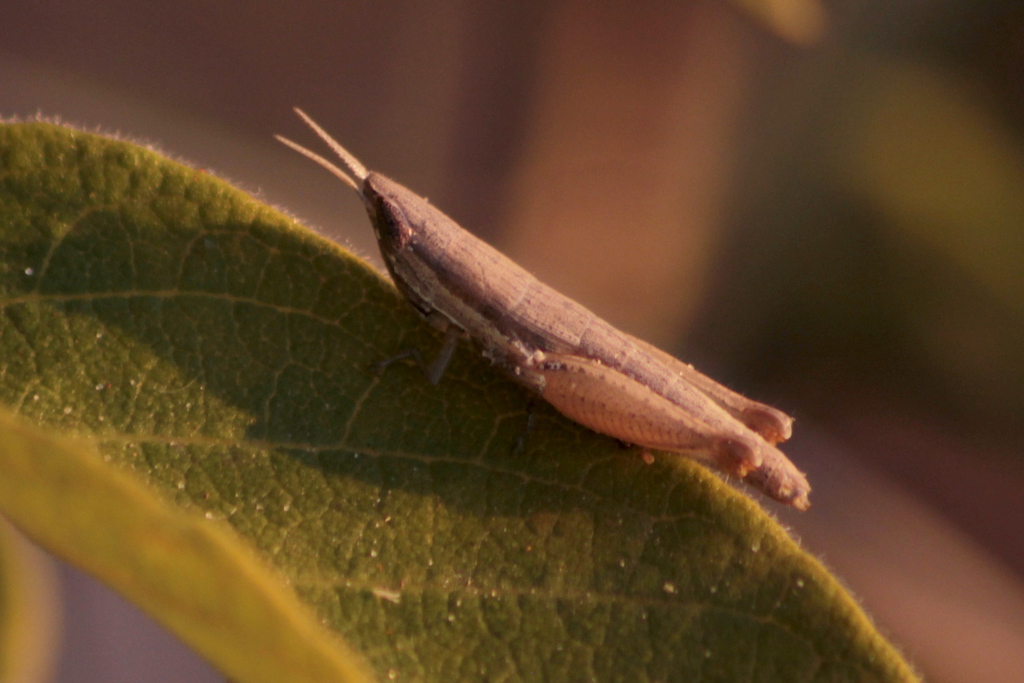 Pseudotristria