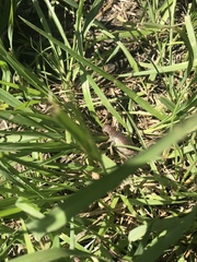 Procambarus steigmani