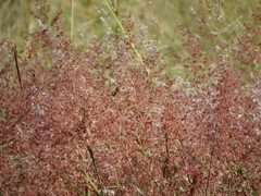 Melinis repens