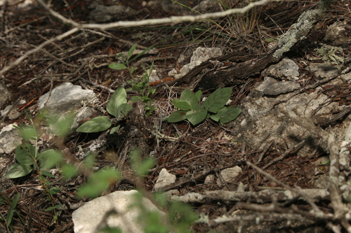 Image of Acleisanthes anisophylla by (c) Reid Hardin, some rights reserved (CC BY)