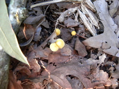 Entoloma murrayi