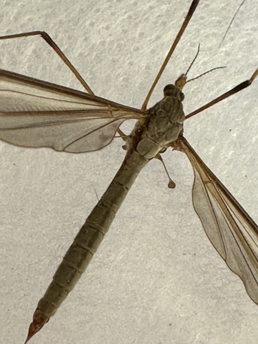 Marsh Crane Fly photo 2