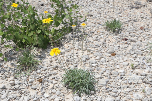 Turner's Four-nerved Daisy (Tetraneuris turneri)